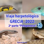 Viaje herpetologico grecia peloponeso 2022
