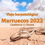 viaje herpetológico marruecos 2022